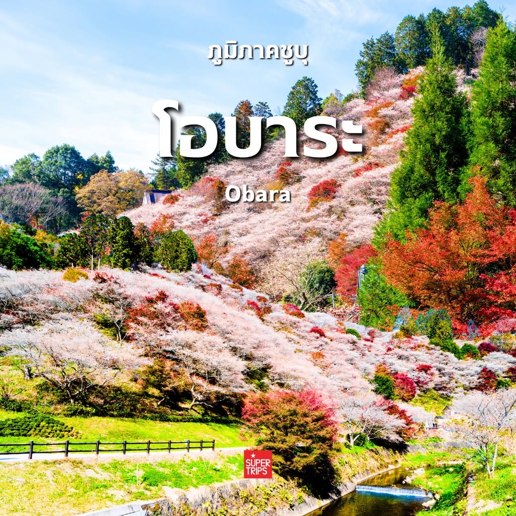 ใบไม้เปลี่ยนสี ญี่ปุ่น, เที่ยวคันไซ ใบไม้แดง, ชิราคาวาโกะ ใบไม้เปลี่ยนสี, โครังเค ใบไม้แดง, ซากุระ โอบาระ, supertrips, ซูเปอร์ทริปส์